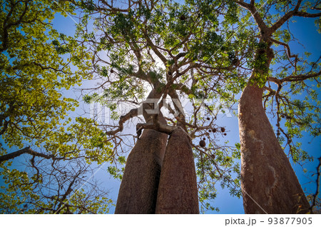 Landscape with Adansonia rubrostipa aka fony baobab tree in Reniala reserve , Toliara, Madagascar 93877905