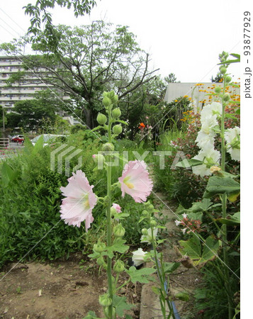 夏の花桃色と白色のタチアオイの花 夏の花桃色と白色のタチアオイの花 93877929
