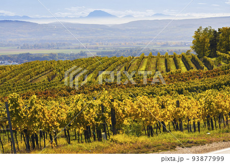 autumn vineyard near Langenlois, Lower Austria, Austria 93877999