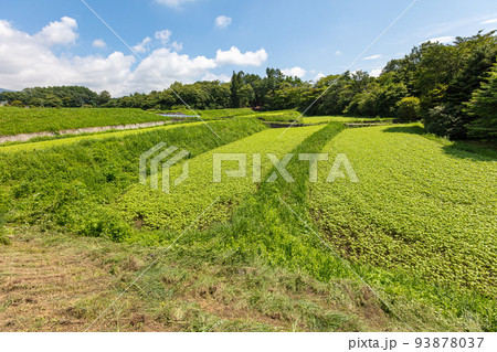 八ヶ岳高原の段々畑でのソバ栽培 八ヶ岳高原の段々畑でのソバ栽培 93878037