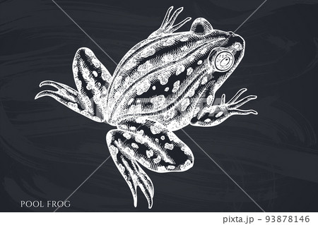 Mysterious forest hand drawn vector illustrations collection. Chalk pool frog. 93878146