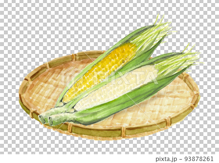 水彩で描いたザルにのせた白と黄色のトウモロコシのイラスト 白バック 93878261