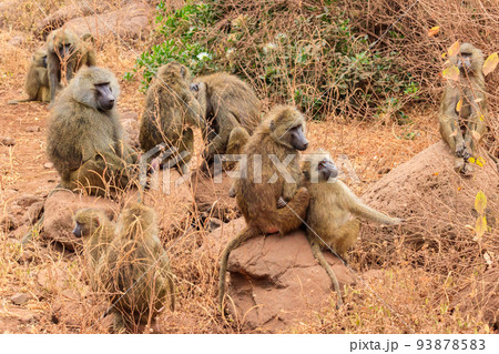 Group of olive baboons (Papio anubis), also called the Anubis baboons, in Lake Manyara National Park in Tanzania 93878583