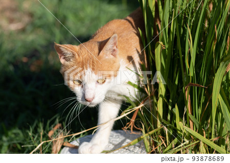 歩く猫 茶トラ白 歩く猫 茶トラ白 93878689