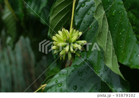 カンレンボク 93879102