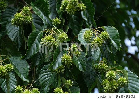 カンレンボク 93879103