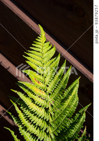 A detailed view of the leaves of a plant called a fern. This plant grows in parks and in the wild. A detailed view of the leaves of a plant called a fern. This plant grows in parks and in the wild. 93879257