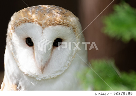 メンフクロウ メンフクロウ 93879299