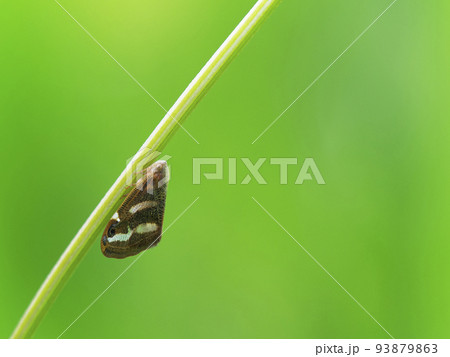 ベッコウハゴロモ 93879863