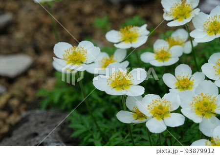 チングルマ 93879912