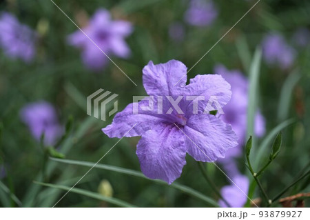 ムラサキルエリア 93879927