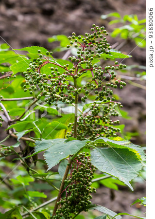 Growing elderberry unripe fruits after rain in the garden 93880066