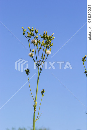 Common Groundsel or Senecio vulgaris in wild, Belarus 93880085