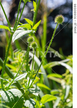 Dipsacus pilosus, Small Teasel. Wild plant shot in summer 93880086