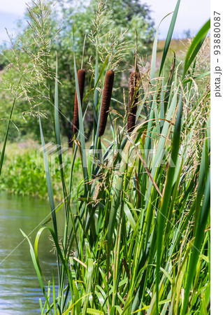 Typha latifolia, Common Bulrush. Broadleaf Cattail, blackamoor flag. mace reed water-torch 93880087