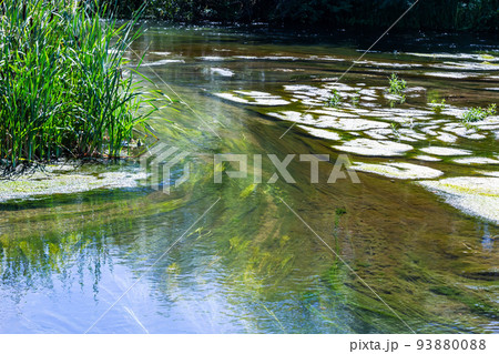 seaweed in the river in summer, sunny day. top view 93880088