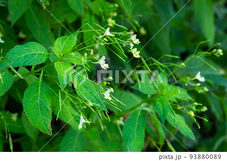 Impatiens parviflora, Small balsam a plant that likes shade 93880089