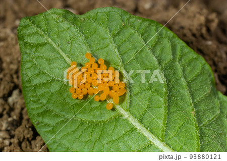 Colorado potato beetle eggs eat potato leaves, Leptinotarsa decemlineata 93880121