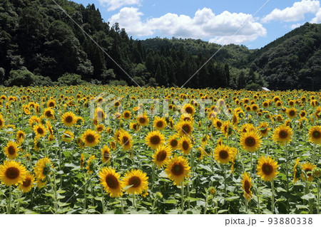 南光ひまわり畑 93880338