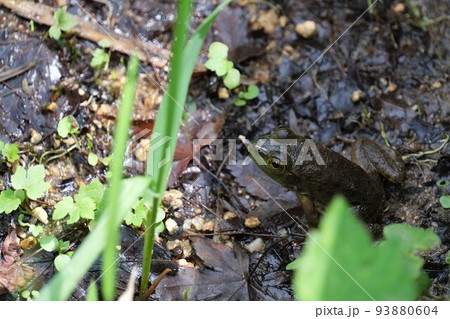 カエル 93880604