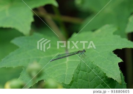 イトトンボ 93880605