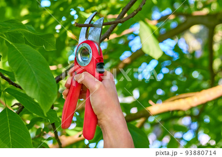 Garden care. Trimming with scissors secateurs extra branches on a fruit tree. Garden care. Trimming with scissors secateurs extra branches on a fruit tree. 93880714