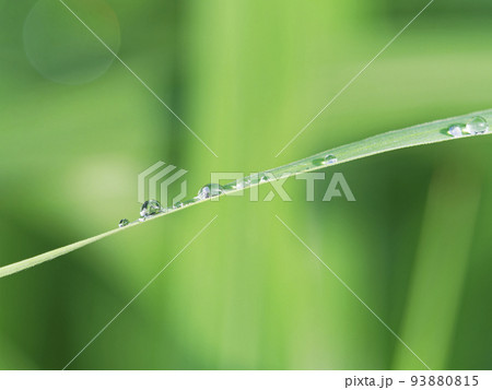 ススキの葉に雨の雫 93880815