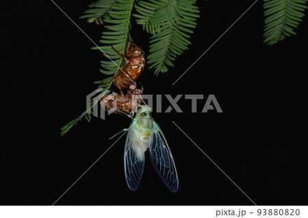 蝉の脱皮、羽化 蝉の脱皮、羽化 93880820