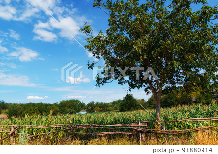 apricot trees at the edge of the vegetable garden in the village, beautiful summer landscape, bright sunny day apricot trees at the edge of the vegetable garden in the village, beautiful summer landscape, bright sunny day 93880914