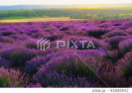 a lavender field blooms on a hill, a forest in the distance, the sunset shines yellow in the sky, a beautiful summer landscape 93880942