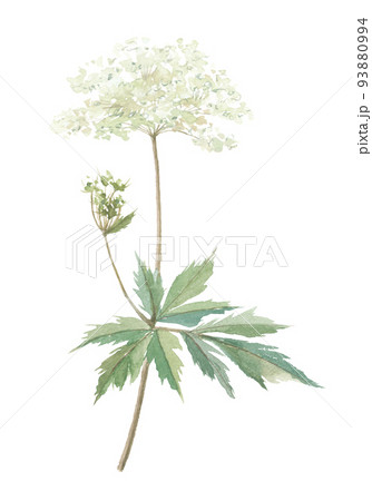 トウキ　当帰　花 93880994