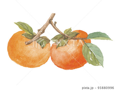 柿 富有柿 枝付き 柿 富有柿 枝付き 93880996