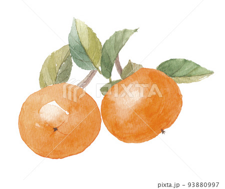 柿 富有柿 枝付き 柿 富有柿 枝付き 93880997