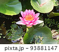 ハスの花 93881147