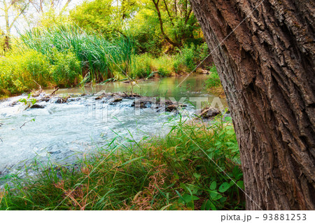 a small river in a wild forest, a beautiful summer landscape, bright sunlight through the trees reflected in the water 93881253