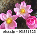 睡蓮 93881323