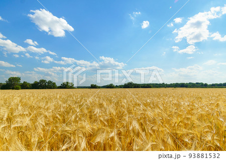 yellow wheat field and blue sky, bright sunlight, beautiful landscape in summer day yellow wheat field and blue sky, bright sunlight, beautiful landscape in summer day 93881532