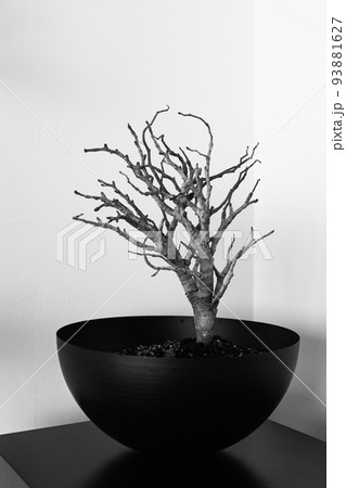 センナ・メリディオナリス 93881627