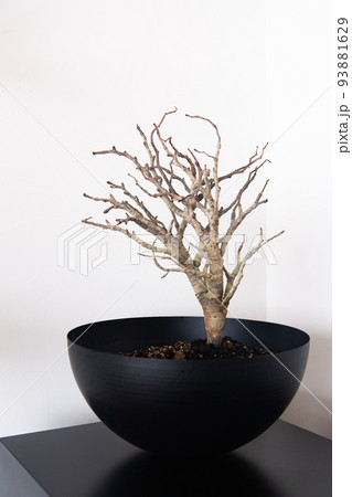 センナ・メリディオナリス 93881629