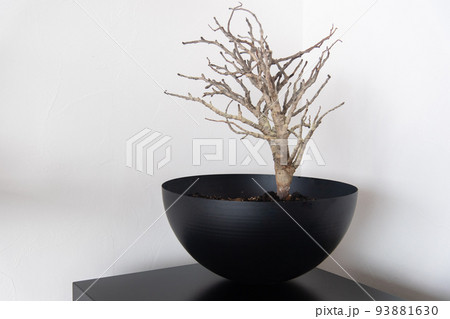 センナ・メリディオナリス 93881630