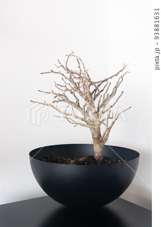 センナ・メリディオナリス 93881631