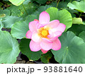 睡蓮 93881640