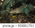 Monitor Lizard in the wild in Sri Lanka 93881701