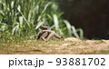 Monitor Lizard in the Wild in Sri Lanka 93881702