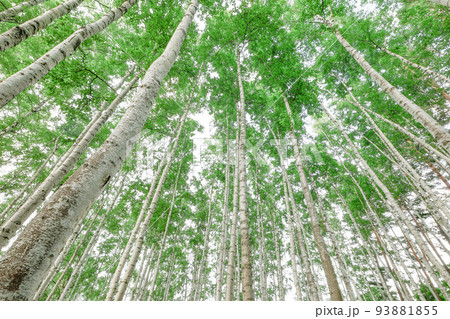 【北海道中富良野町】白樺並木 93881855