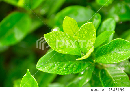 若葉 水滴 若葉 水滴 93881994