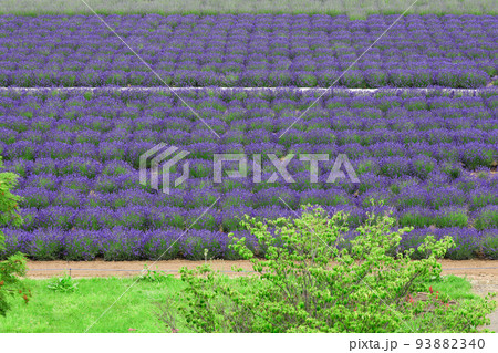 【北海道中富良野町】ファーム富田ラベンダーイースト 93882340