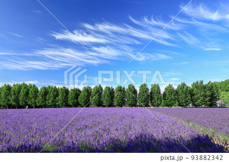 【北海道中富良野町】ファーム富田のラベンダー 93882342