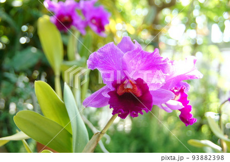紫色の花 蘭(12月)カトレア38 紫色の花 蘭(12月)カトレア38 93882398