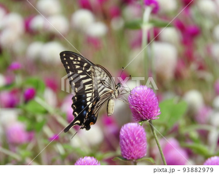 満開の千日紅畑で吸蜜するナミアゲハ 93882979